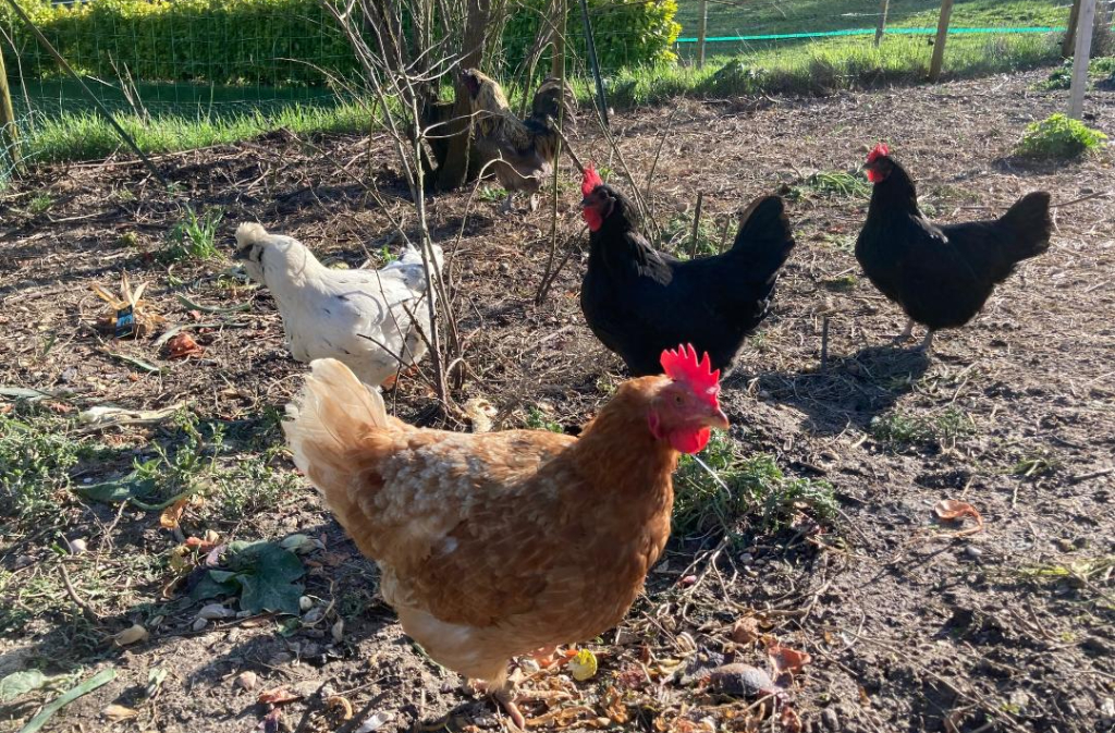 Lou Raspaillou, Issigeac - photo 3