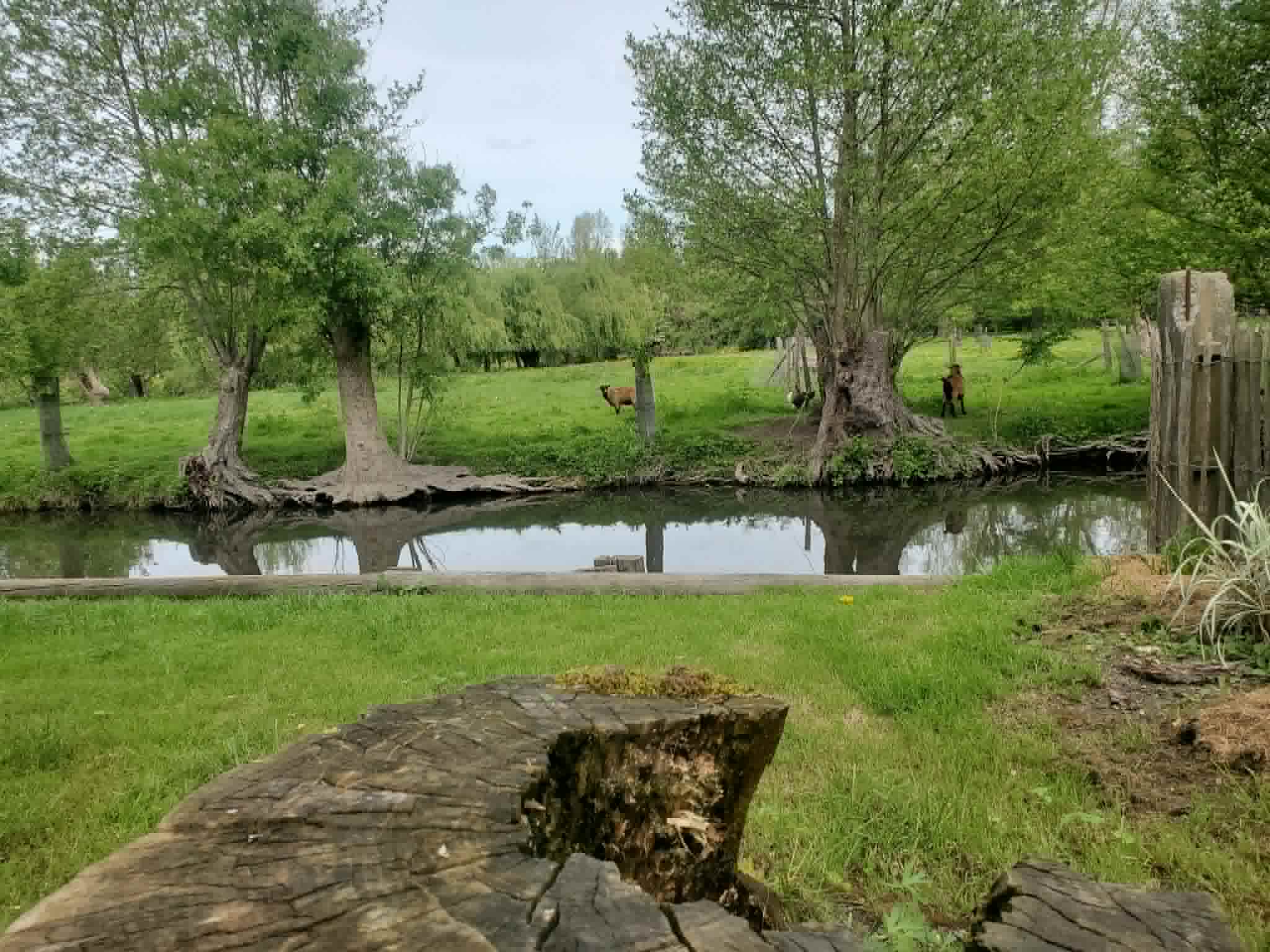 La libellule, Le Vanneau-Irleau - photo 12