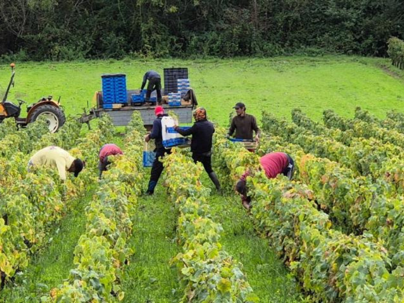 Vignoble L'Homme Cheval - photo 5