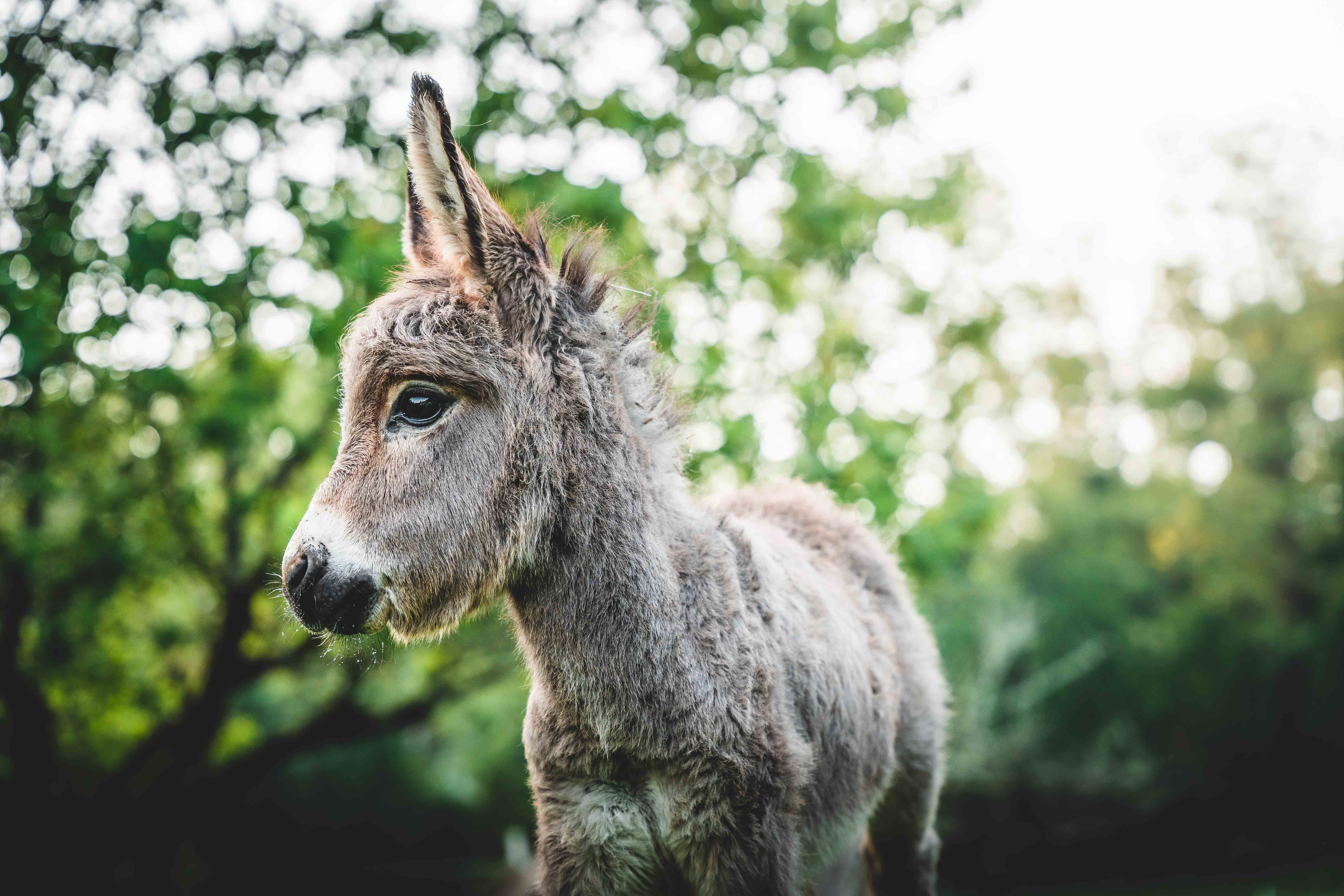 Domaine Jean-Got : l'Atelier, Lugaignac - photo 14