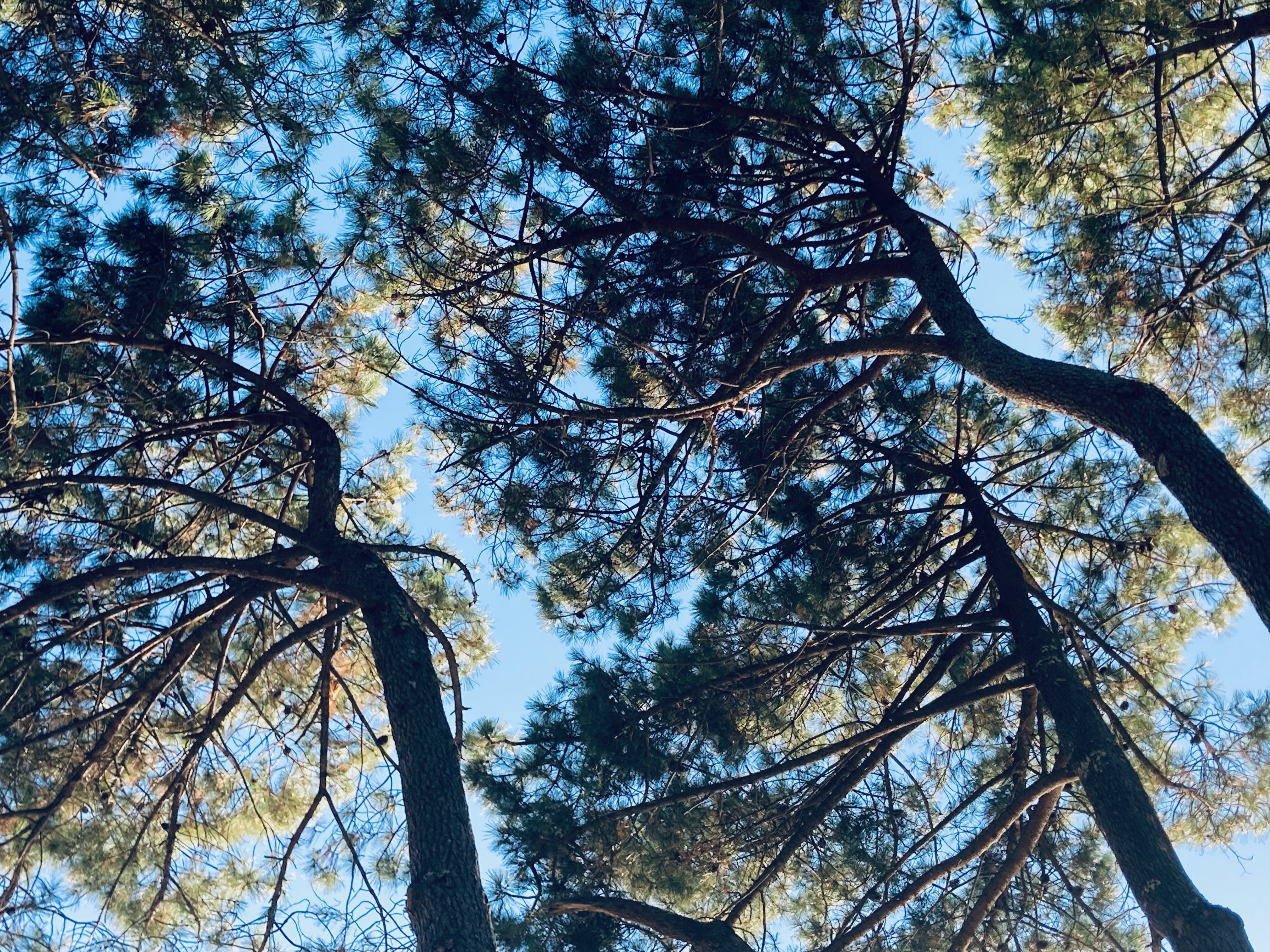 Conservatoire des Landes de Gascogne, Sanguinet - photo 18
