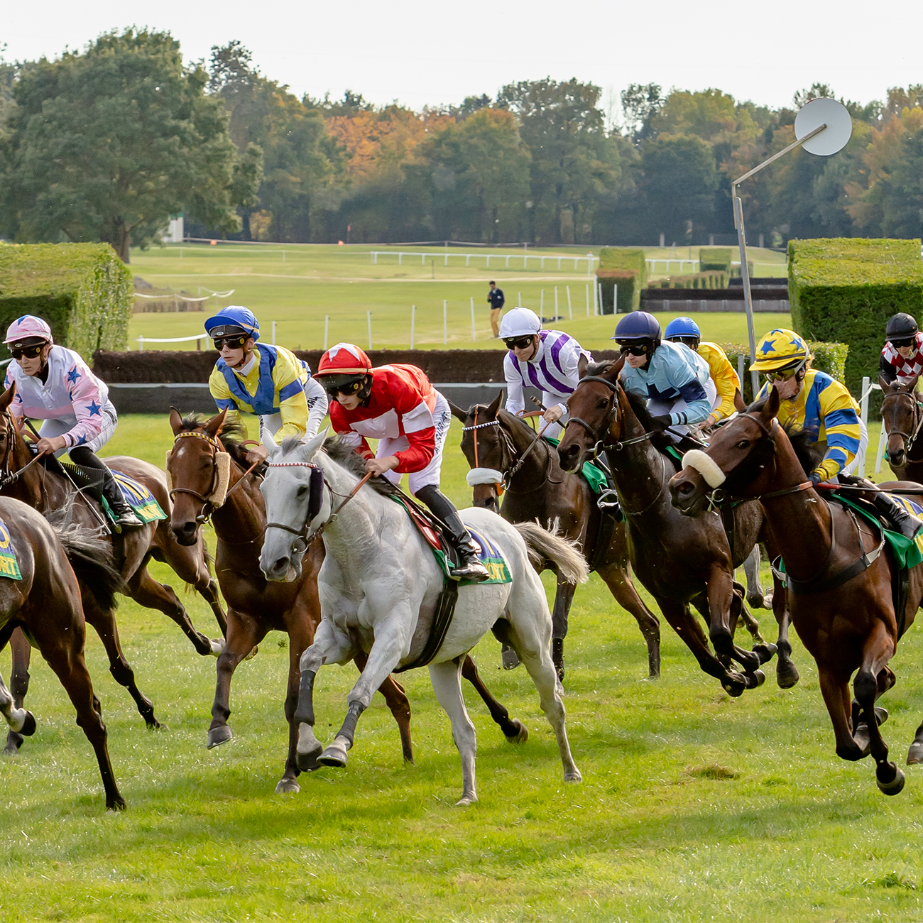 Hippisme : Réunion de galop à Niort — visuel événement