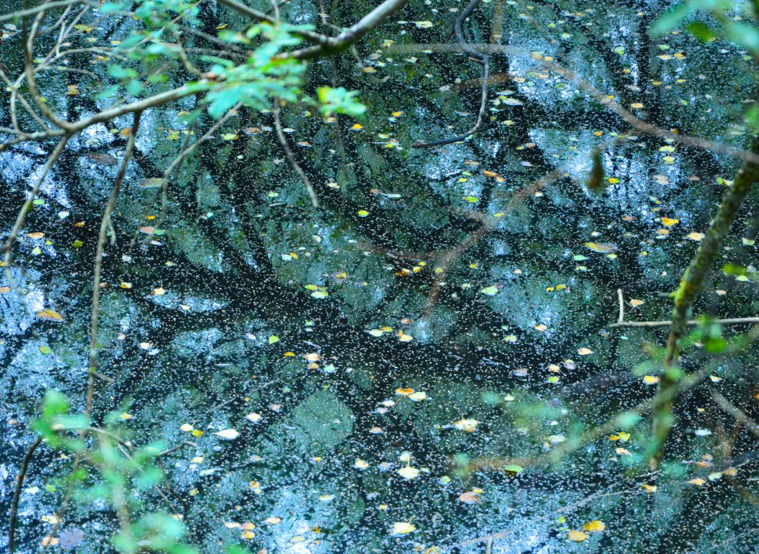La Lande à serpentine de la Rousseille, Saint-Hilaire-les-Places - photo 2
