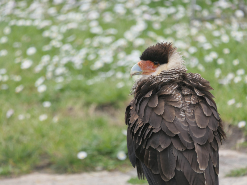 Fête des rapaces et "Spectacle de fauconnerie" à Terres d'Oiseaux, Braud-et-Saint-Louis - photo 14