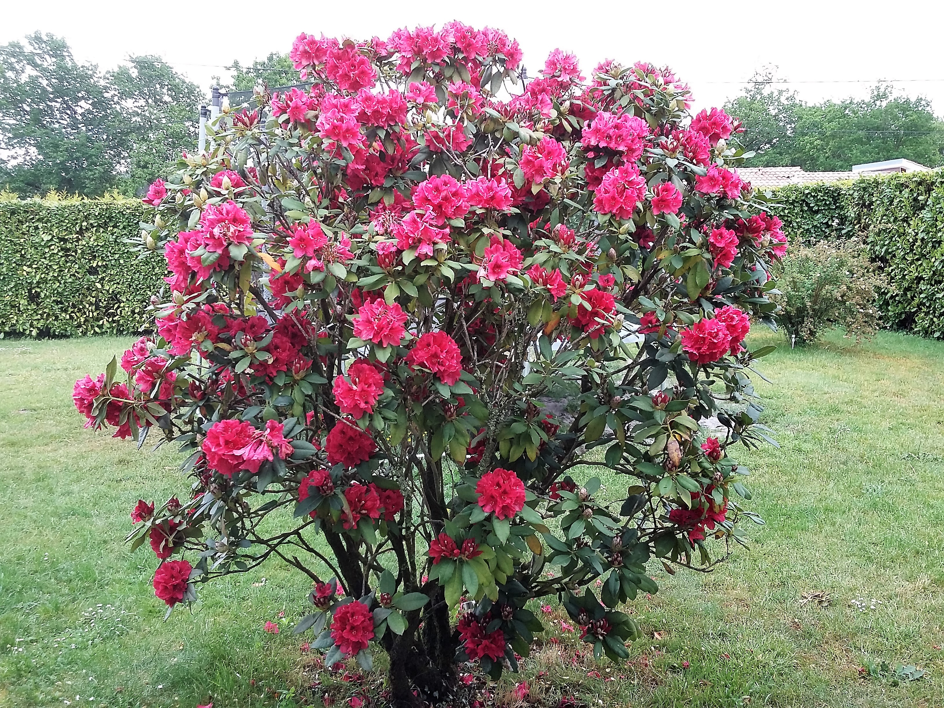 "Lac & Nature" Gîte (4 pers.) Piscine - Solarium - Bien-être, Sanguinet - photo 2