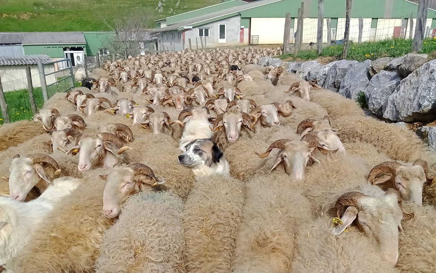 Ferme Guédot — photo 3