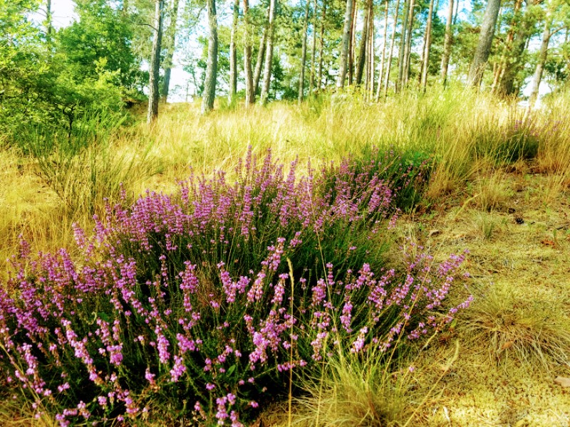 Aire Naturelle Le Moulin de Lacombe, Saint-Geniez-ô-Merle - photo 5