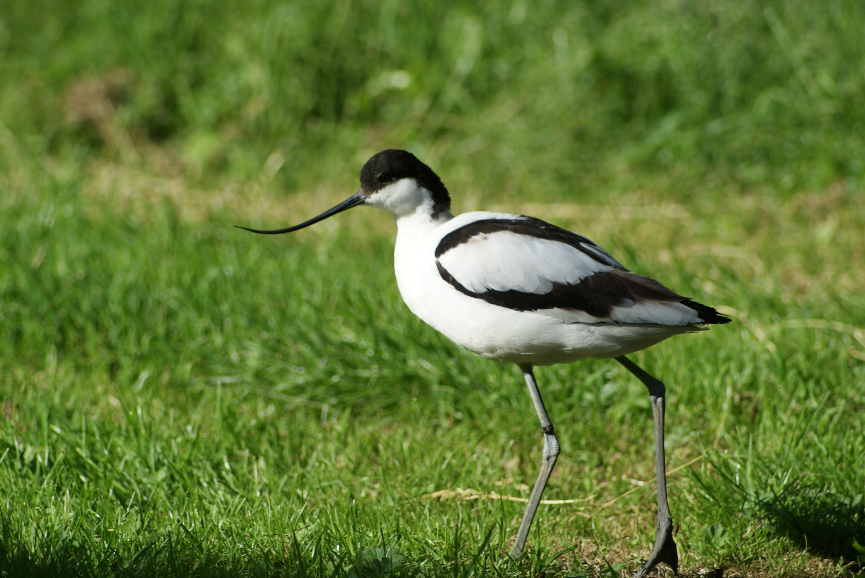 Les Oiseaux du Marais Poitevin, Parc Ornithologique, Saint-Hilaire-la-Palud - photo 6