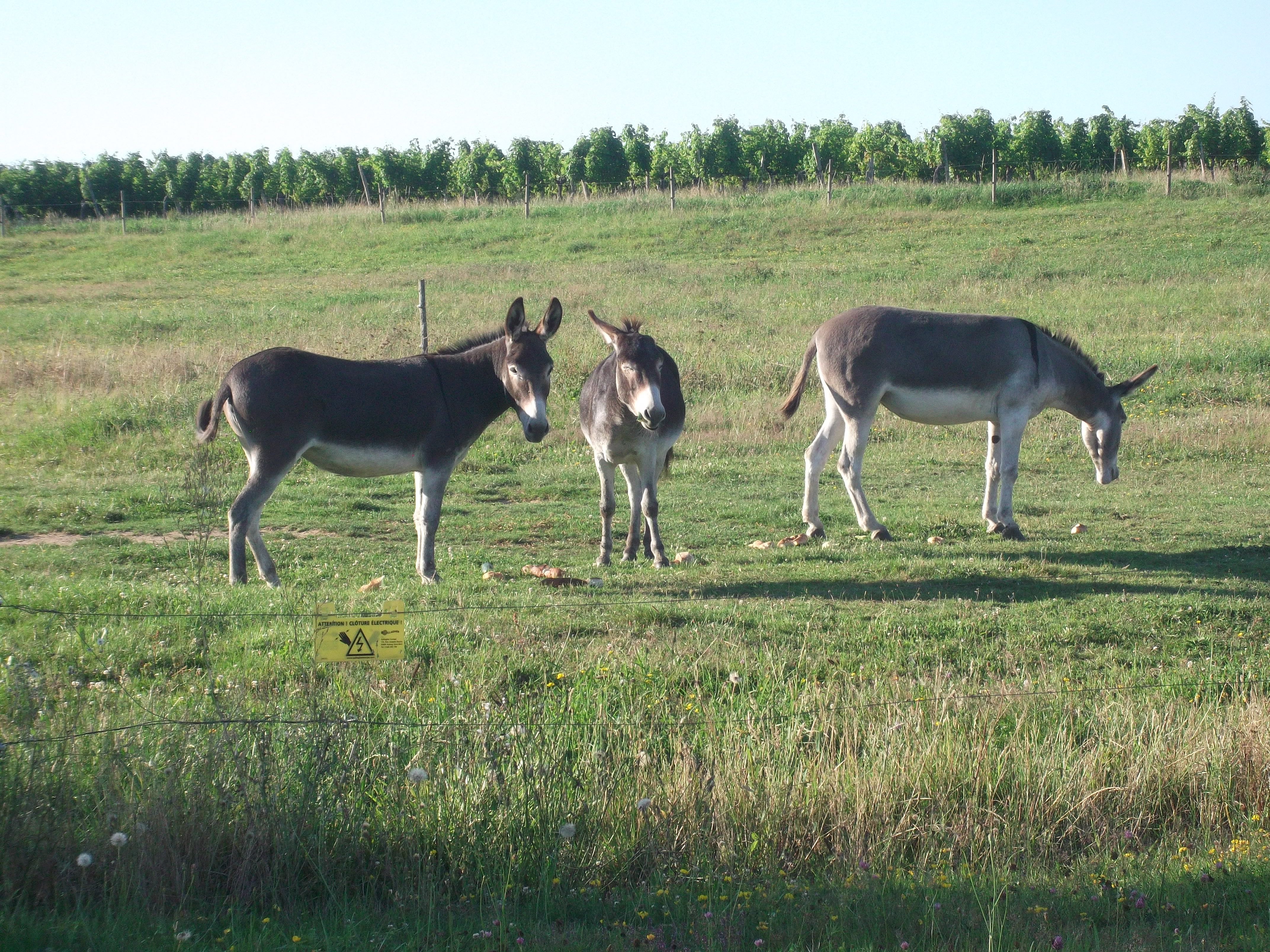 Gîte du Petit Ruisseau, Porte-de-Benauge - photo 7