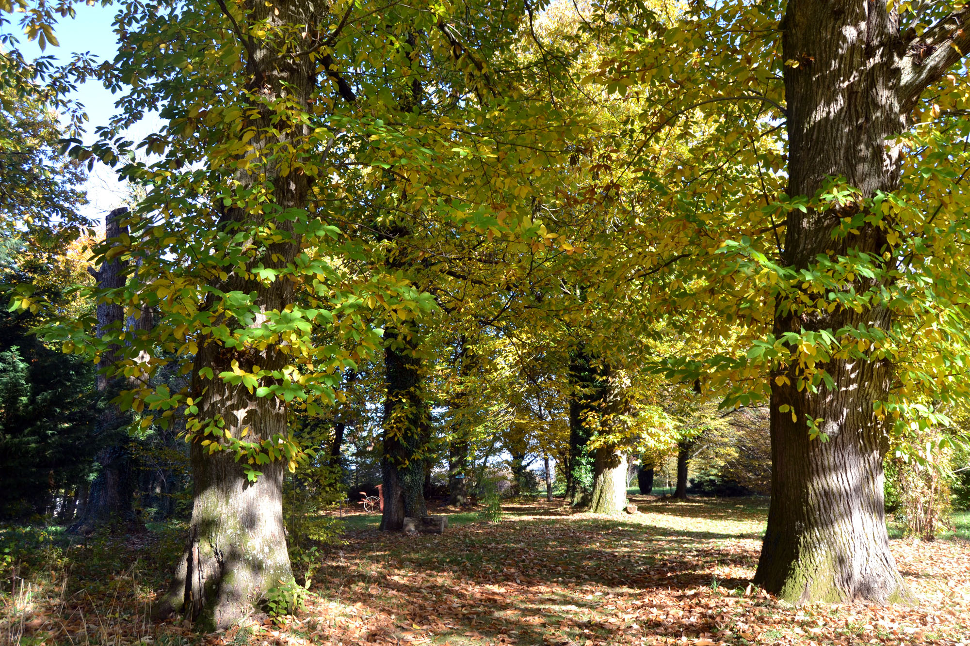 Arboretum Al Gaulhia, Espartignac - photo 4