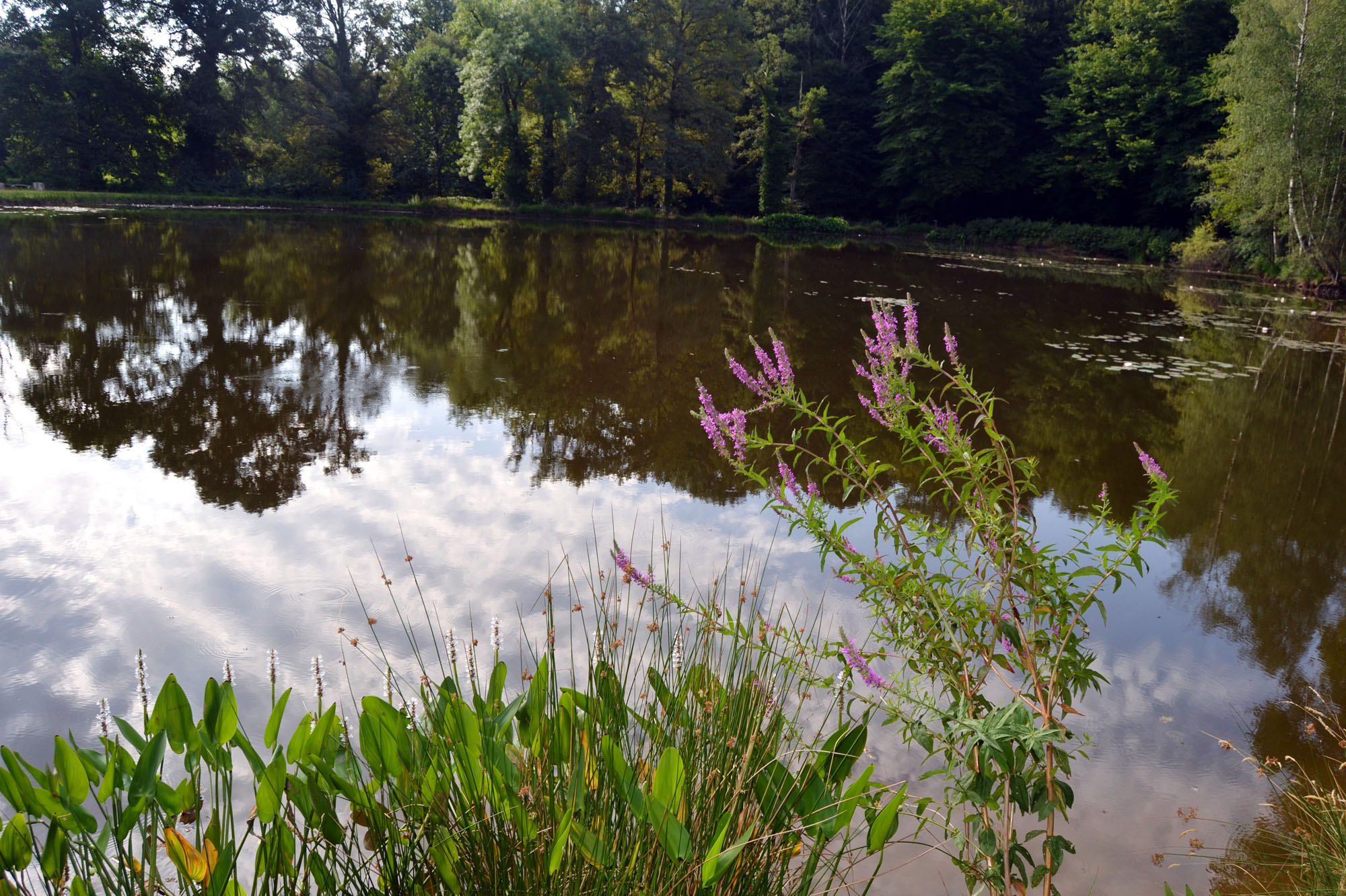 Arboretum Al Gaulhia, Espartignac - photo 3