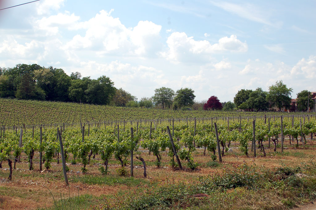Autour du vignoble, Branceilles - photo 6