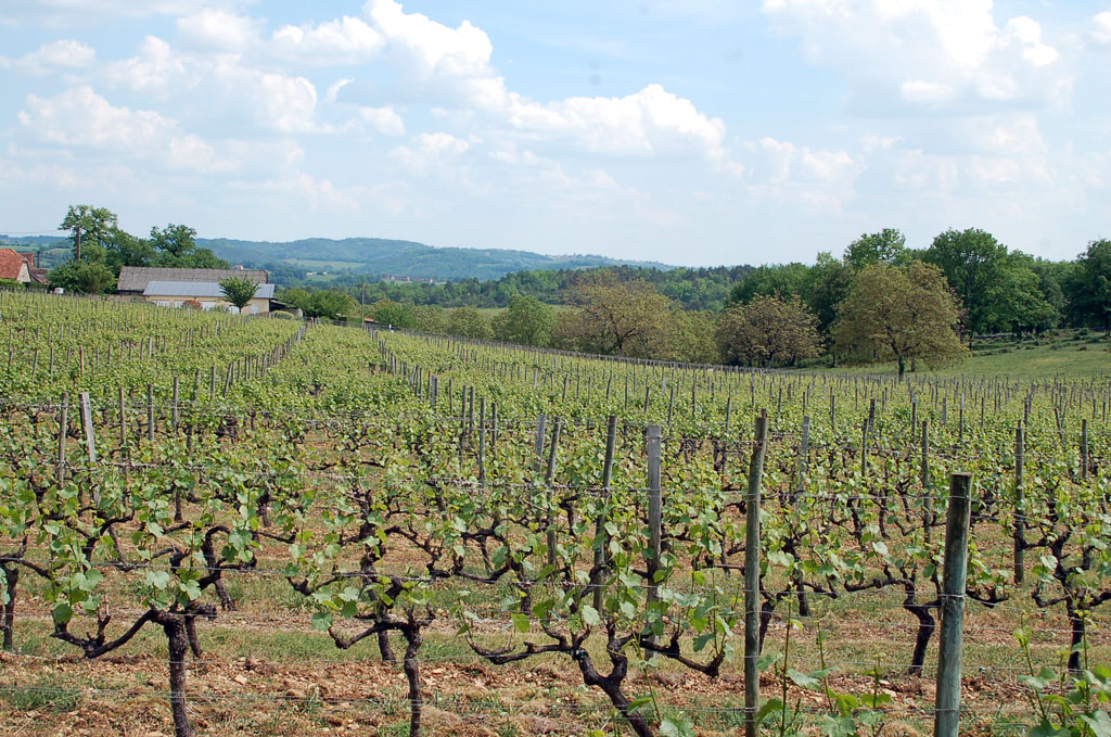 Autour du vignoble, Branceilles - photo 3