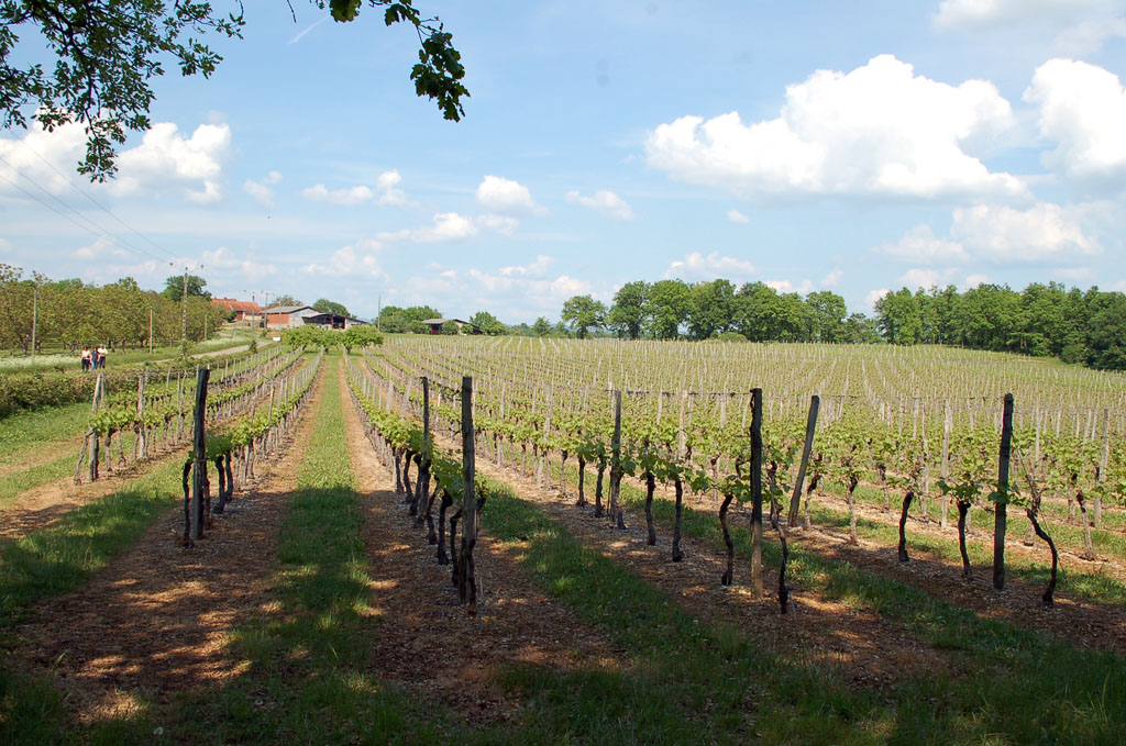 Autour du vignoble, Branceilles - photo 7