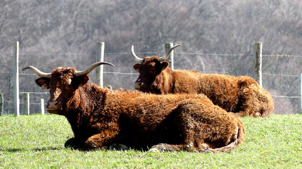 Chemin de la factrice, Aix - photo 2