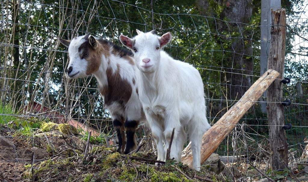 Chemin de la factrice, Aix - photo 6