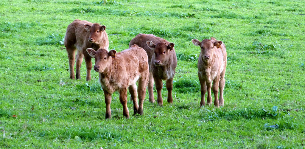 Des vergers aux berges de la Corrèze, Saint-Hilaire-Peyroux - photo 9