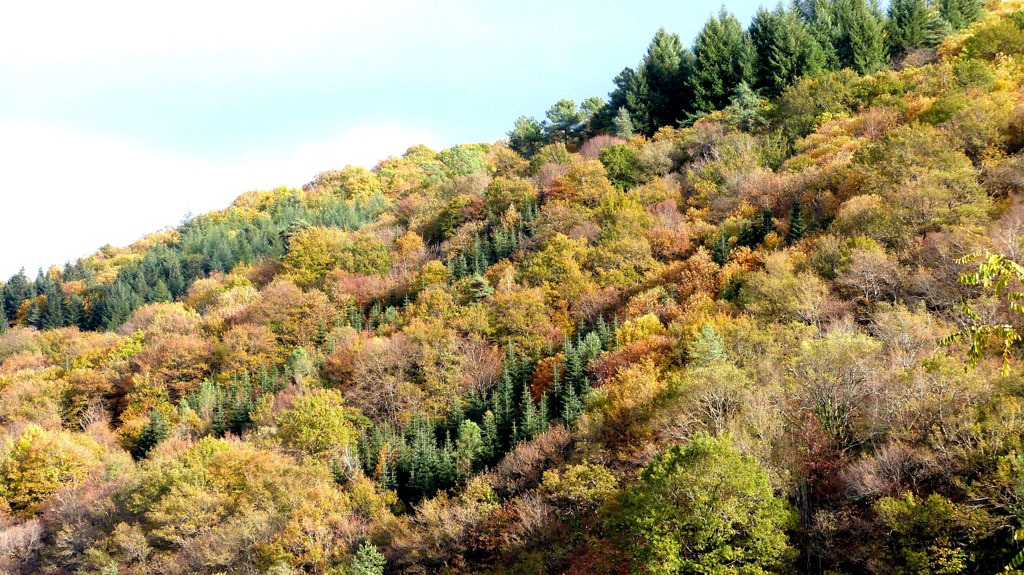 Des vergers aux berges de la Corrèze, Saint-Hilaire-Peyroux - photo 2