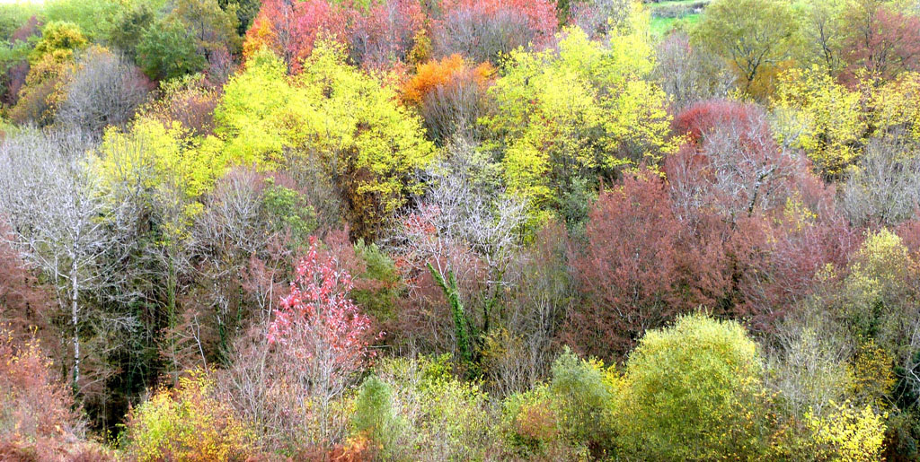 Des vergers aux berges de la Corrèze, Saint-Hilaire-Peyroux - photo 6