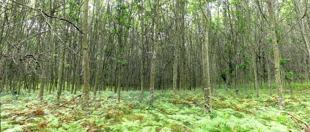 Mystèrieuses fontaines, Alleyrat - photo 3