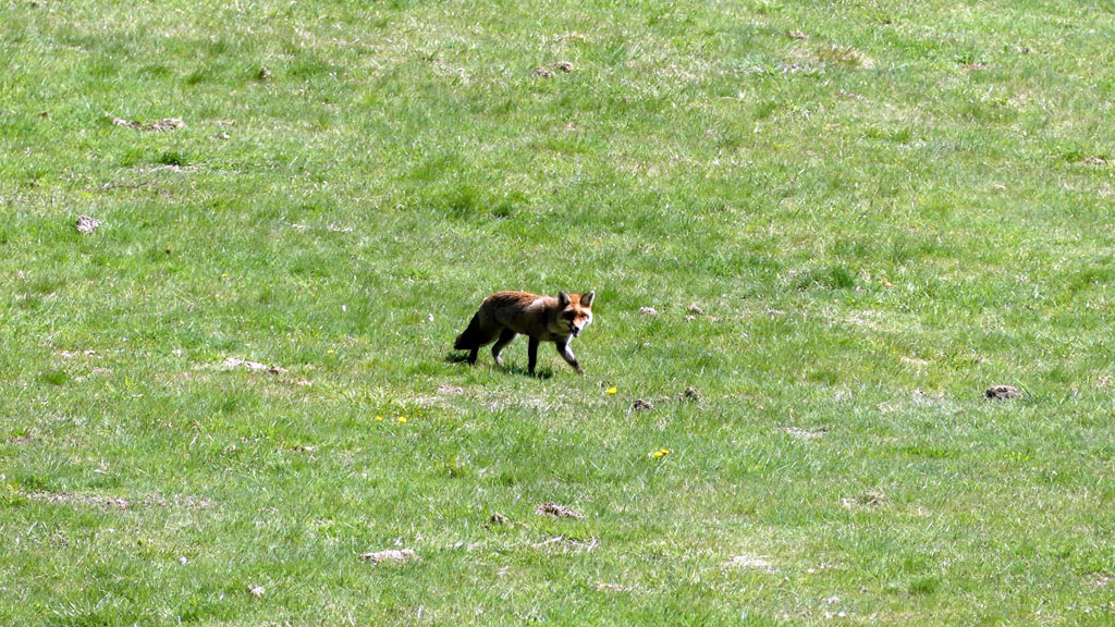 Au charbon !, Maussac