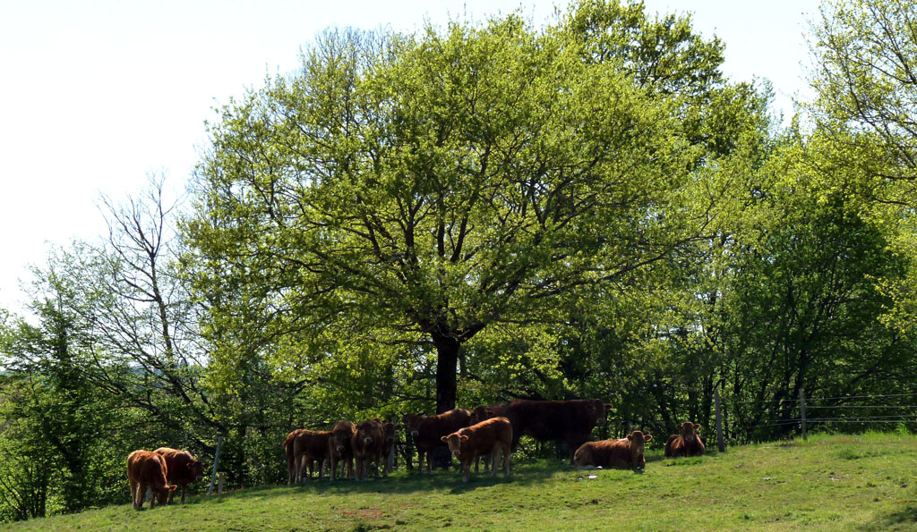 Le pays vert Chanteixois du Puy Maurians aux Zignalets, Chanteix - photo 5