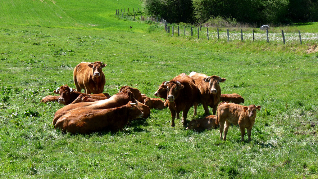 Le pays vert Chanteixois du Puy Maurians aux Zignalets, Chanteix - photo 9