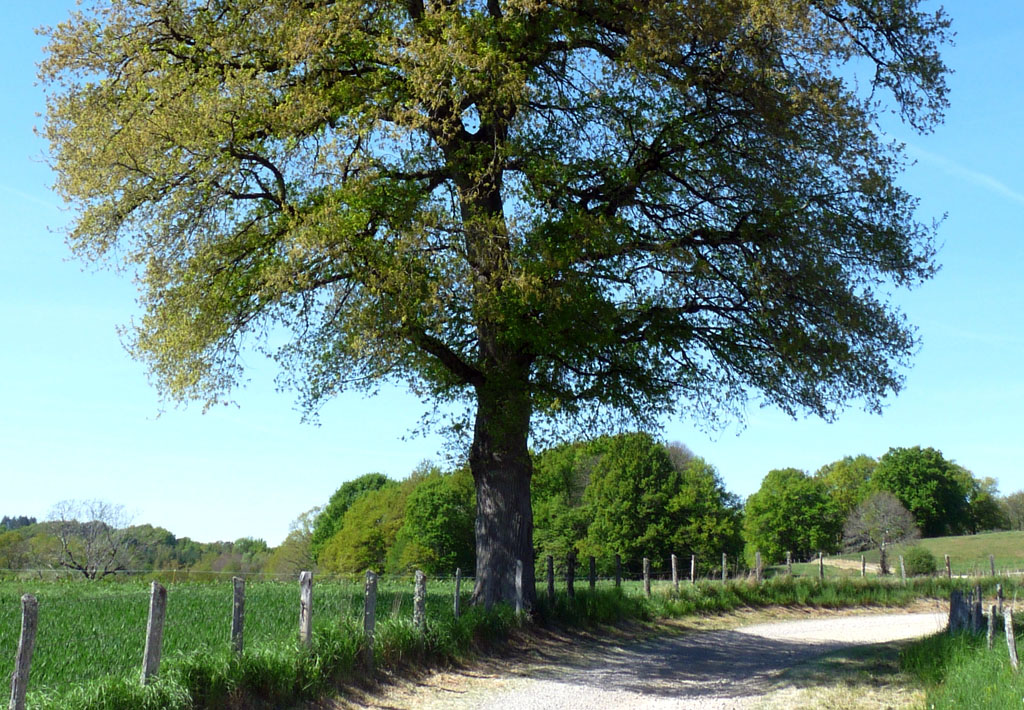 Le pays vert Chanteixois du Puy Maurians aux Zignalets, Chanteix - photo 6