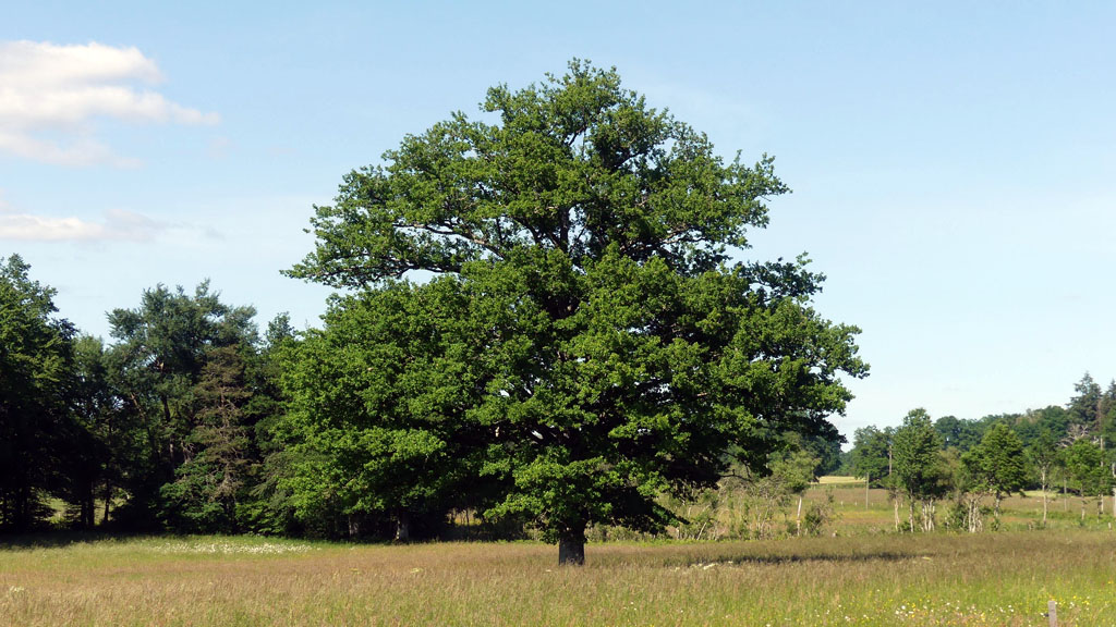 Marchez dans les pas du diable