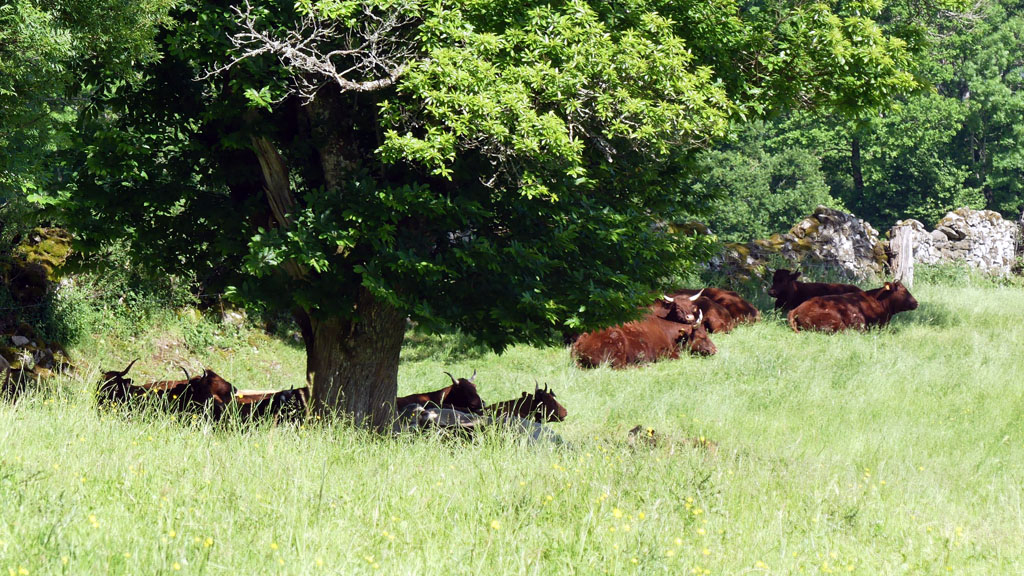 Marchez dans les pas du diable, Sarroux - Saint Julien - photo 11