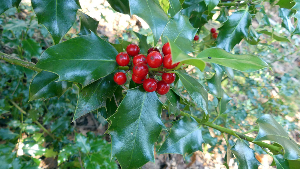 Circuit de la Gane, Pandrignes - photo 4