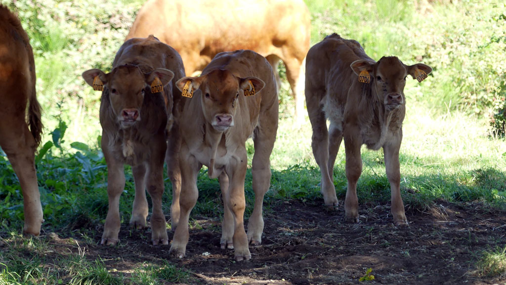 Le rocher des folles, Affieux - photo 15