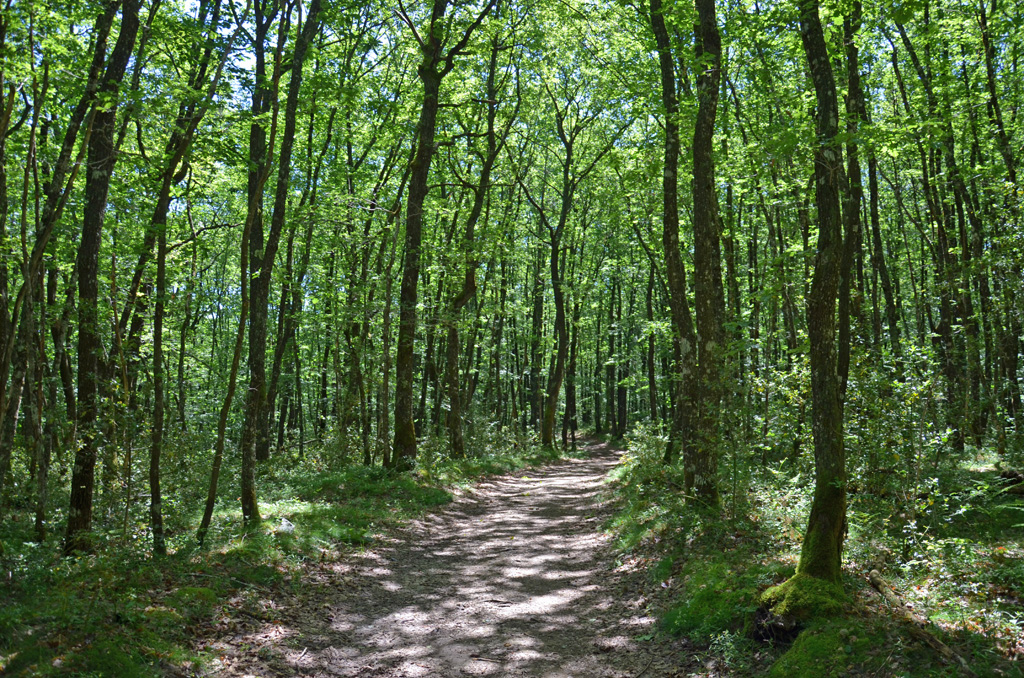 De l'homme et de la nature, Saint-Rémy - photo 5