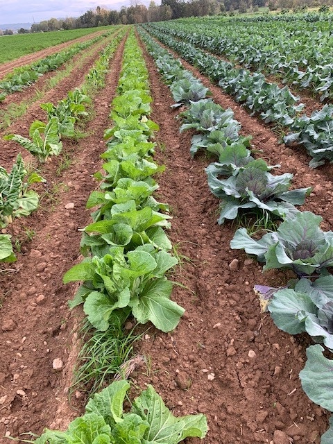 Les Jardins de Lagarde — photo 2