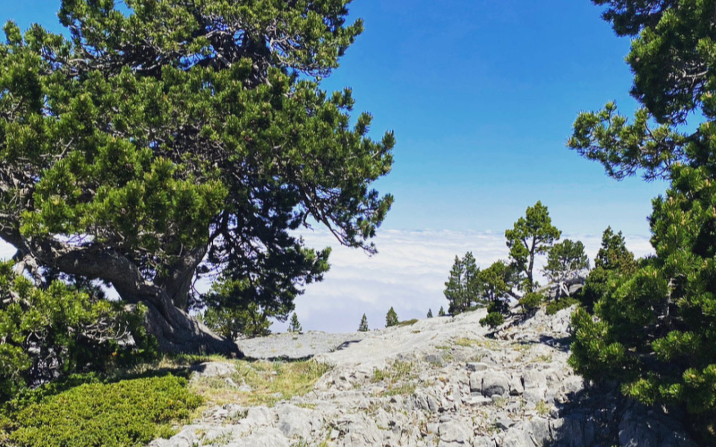 Flor de Montanhas, Arette - photo 13