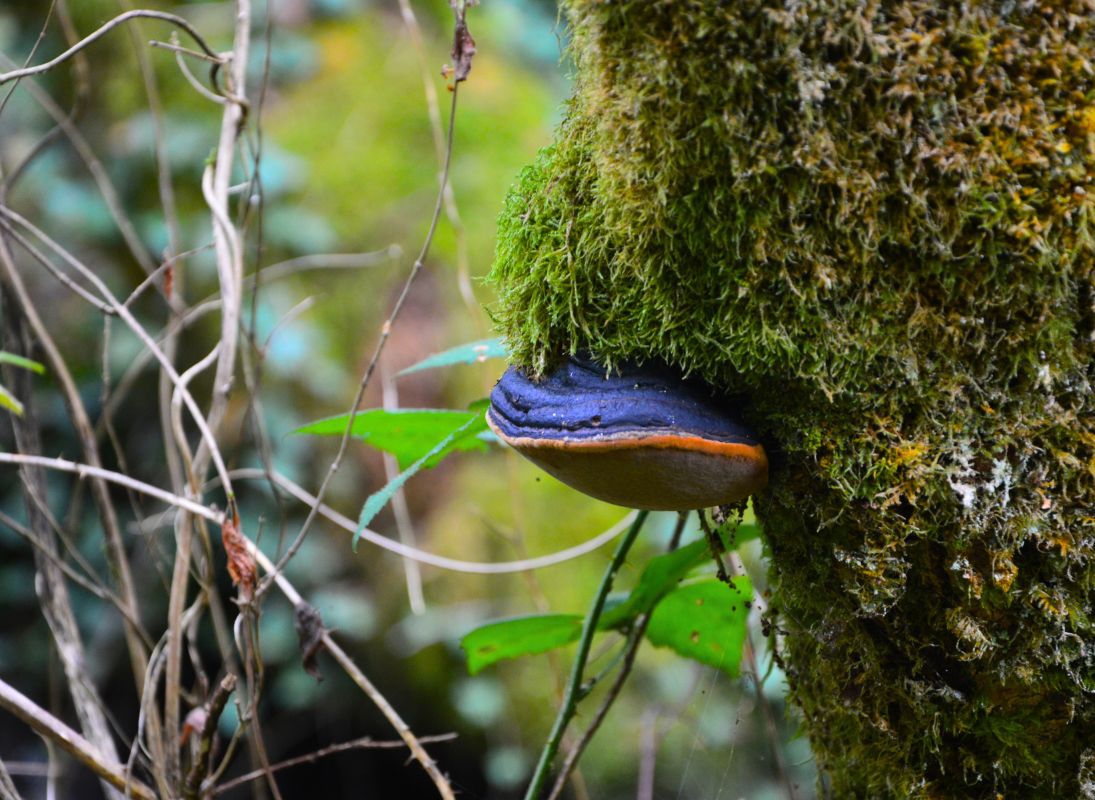 La Lande à serpentine de la Rousseille, Saint-Hilaire-les-Places - photo 11