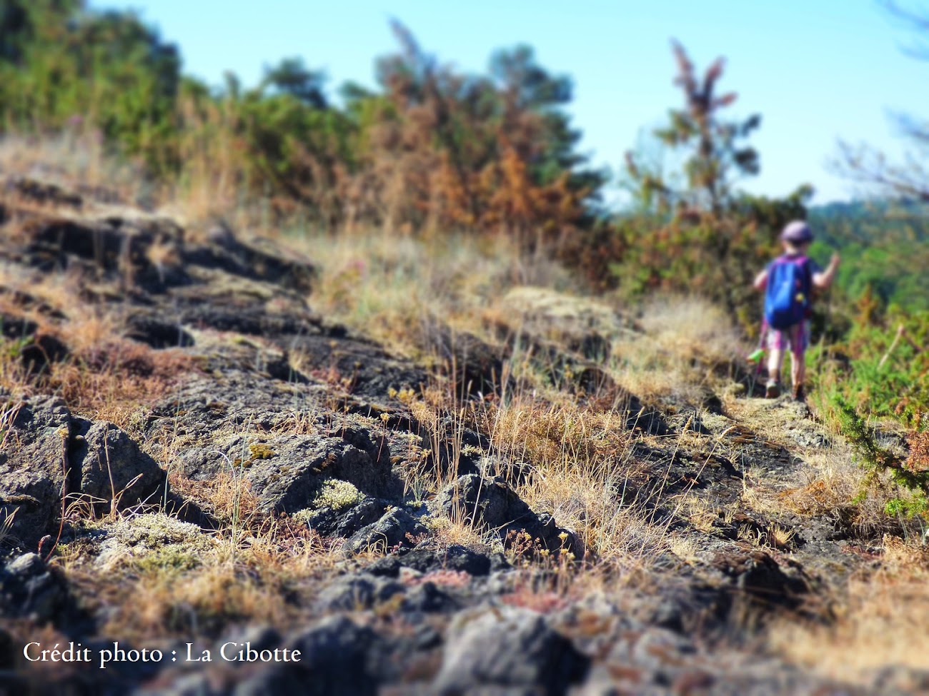 Landes serpentinicoles du Cluzeau et de la Flotte