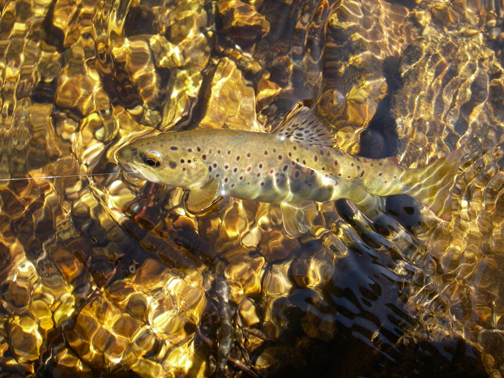 Moniteur Guide de Pêche, Corrèze - photo 3