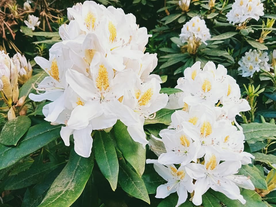 Parc Arboretum de Saint-Setiers, Saint-Setiers - photo 2