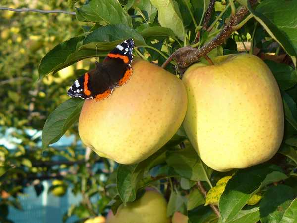 Visite de vergers de pommes, Lubersac - photo 3