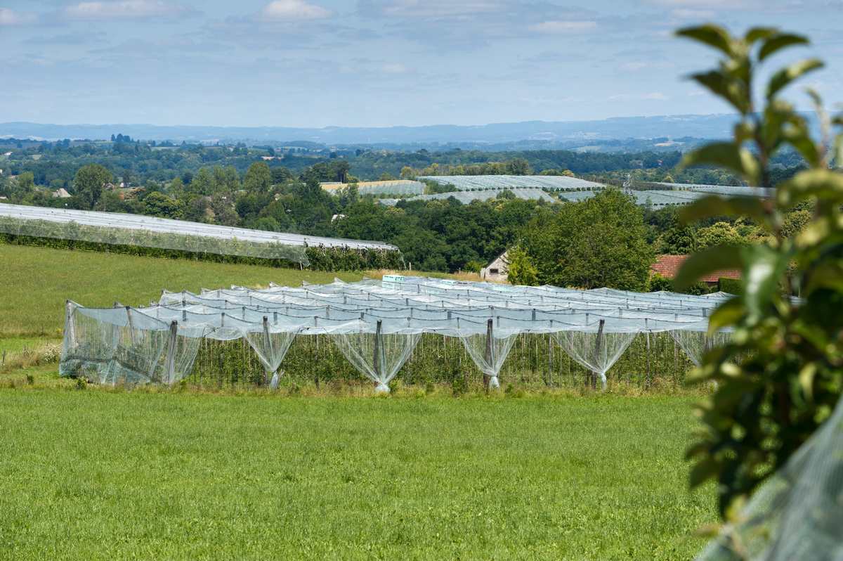 Visite de vergers de pommes, Lubersac
