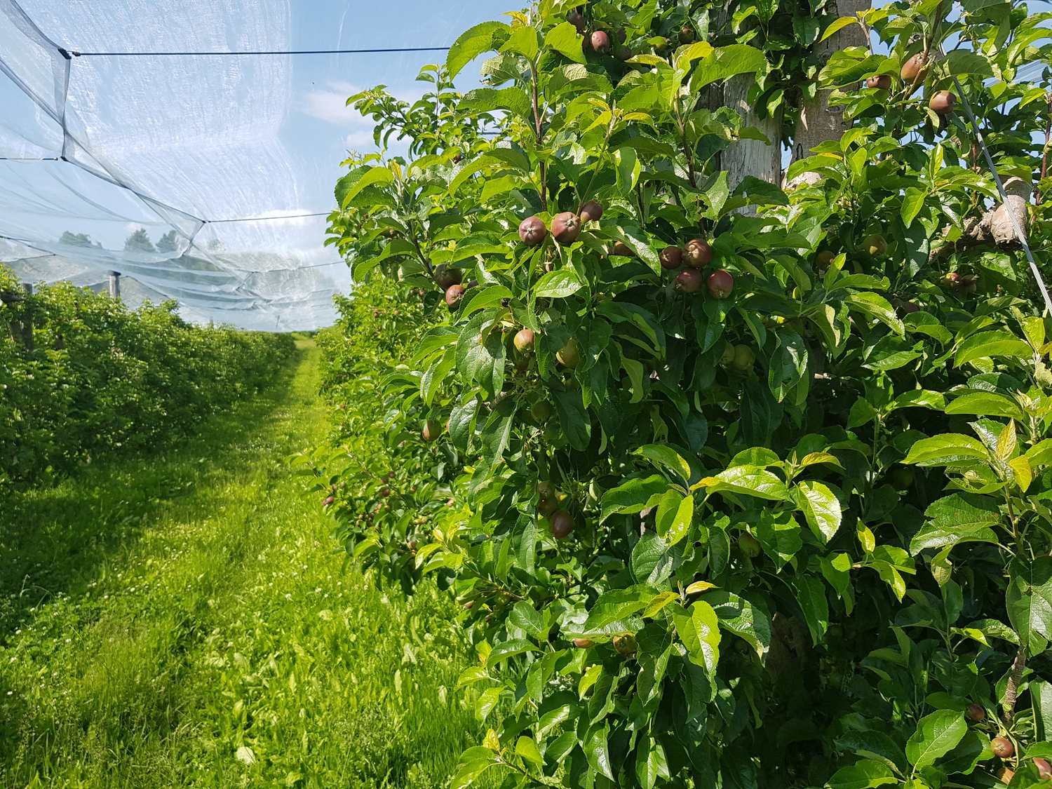 Les vergers du soleil Limousin