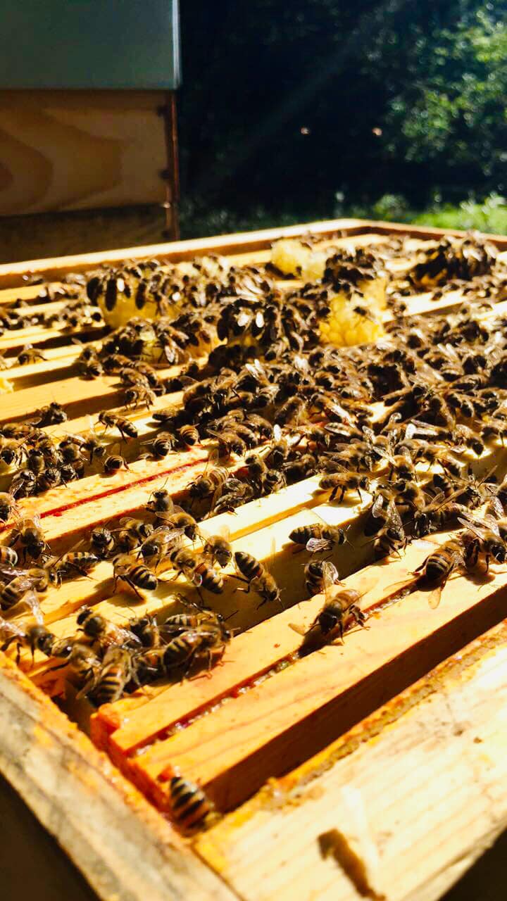 Le rucher des plats