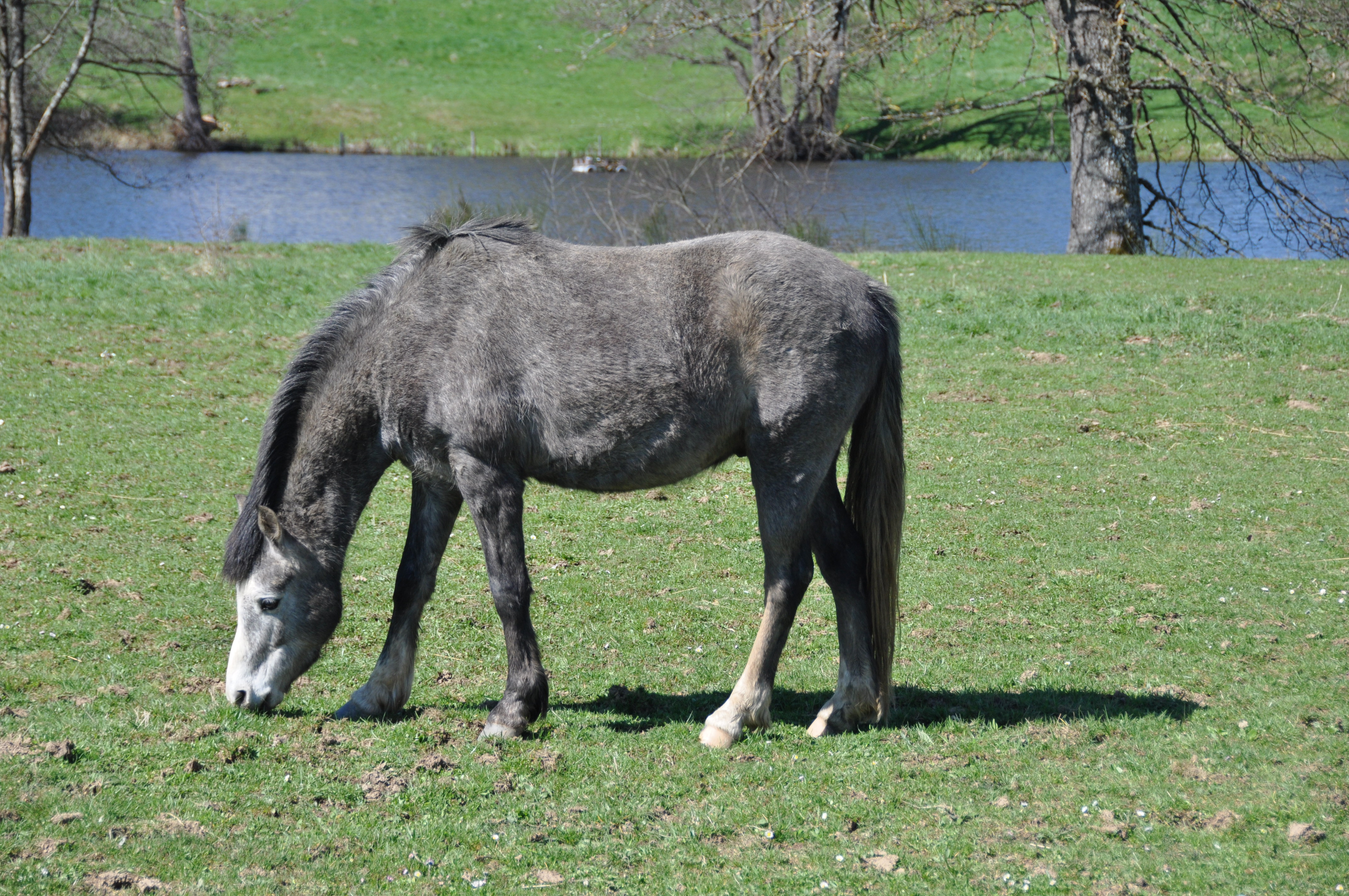 LA SELLERIE, Peyrat-la-Nonière - photo 4