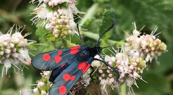 Domaine de Certes et Graveyron : Dur labeur pour les pollinisateurs — visuel événement