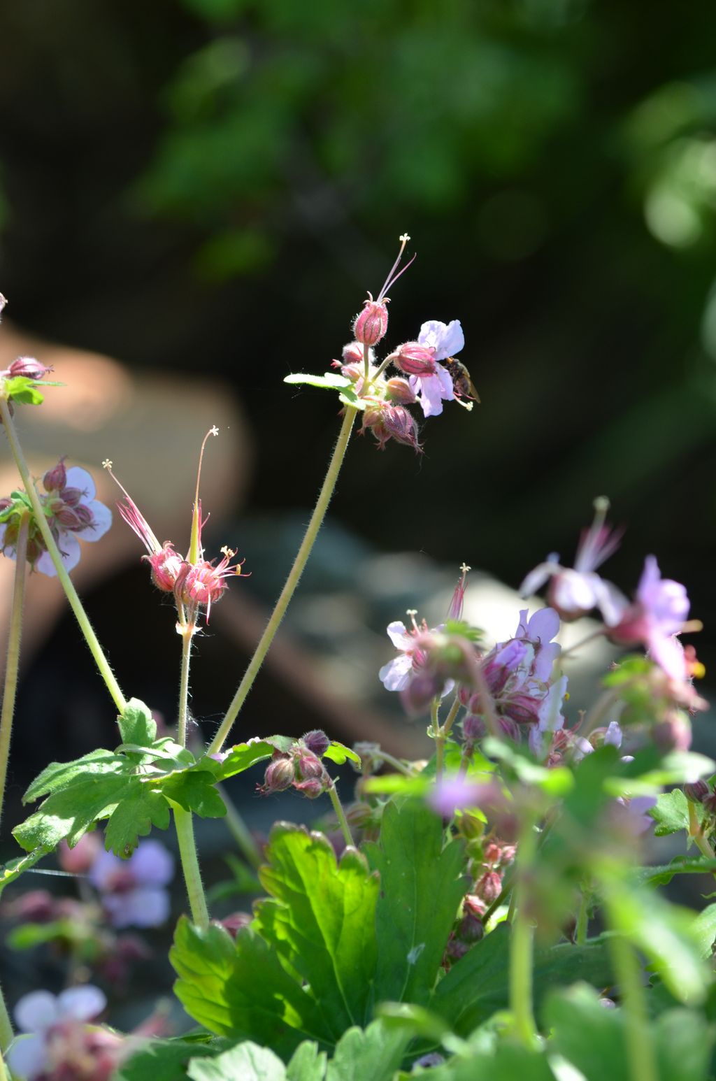 Le jardin de Peyreladas