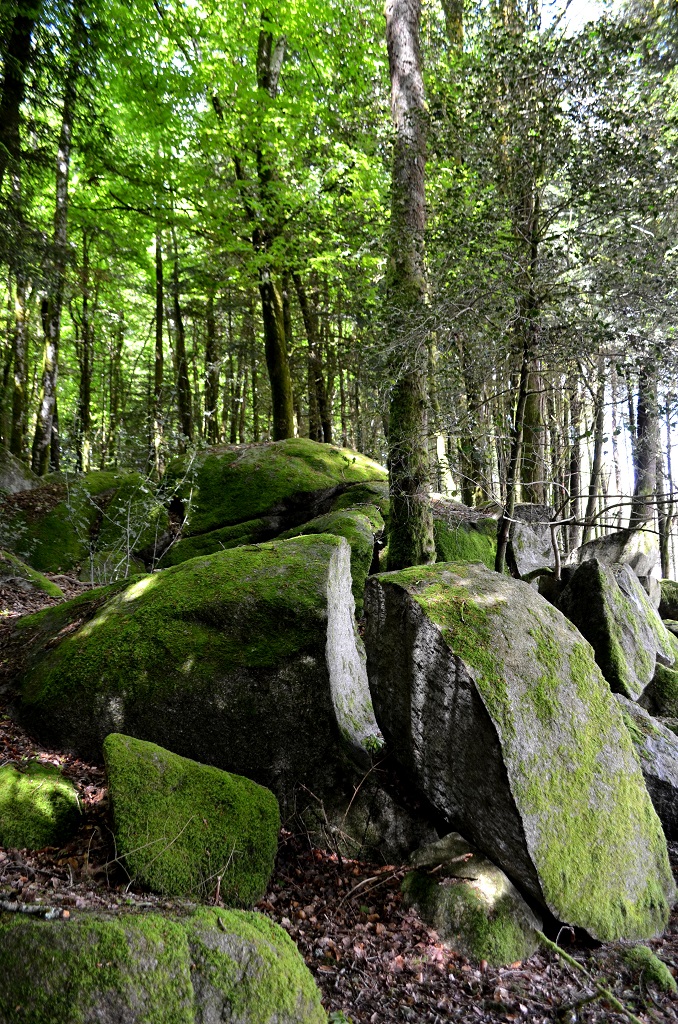 Circuit Pédestre N°6 Le Bois du Thouraud et le maquis