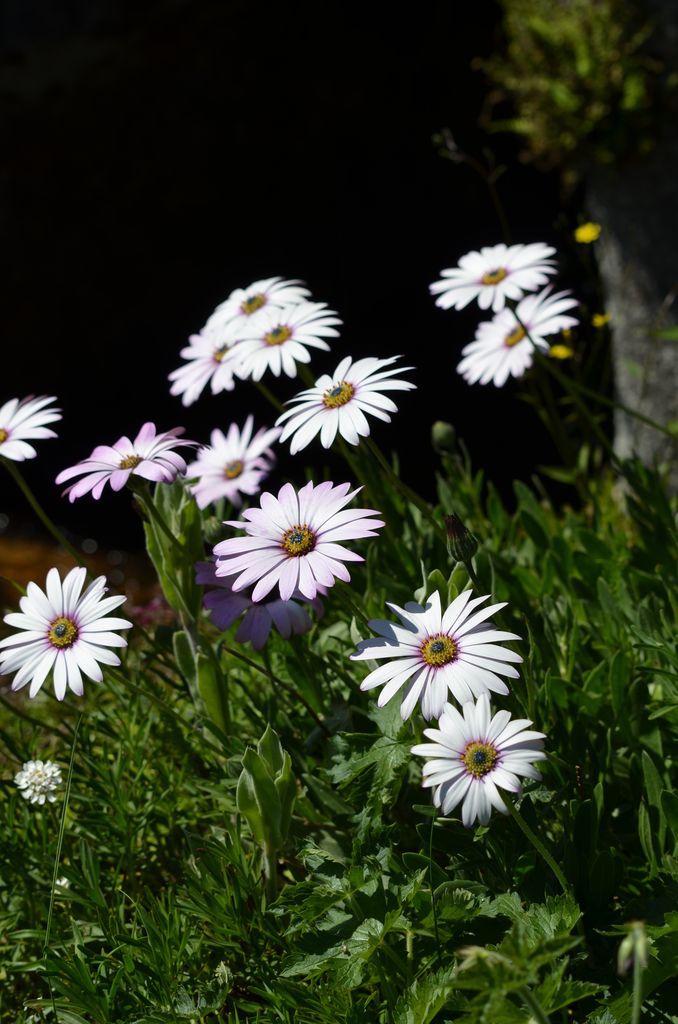 Marché aux plants - fleurs — visuel événement