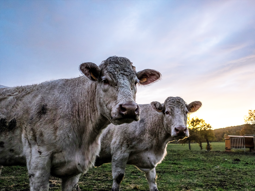 Location "La Petite Ferme du Maureix", Saint-Frion - photo 9