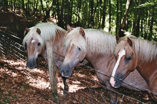 La Jumenterie Pastorale - Gîte Accueil Paysan